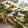 ユーロン's cooksnap of when they made ほうれん草ともやし炒め.