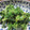 こずっぺ's cooksnap of when they made こごみの胡麻和え.