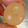たんたん　's cooksnap of when they made 簡単裏技☆ぶどうの皮剥き.