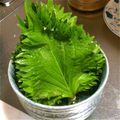 ぴーちゃんぱぱ's cooksnap of when they made ＊大葉の保存方法＊.