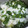 はっぴーはりぼ's cooksnap of when they made 大根菜の京風漬け.