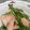 清っち's cooksnap of when they made ５分で簡単！蕪の中華和え.