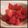 のりこ3010's cooksnap of when they made トマトのサラダ.