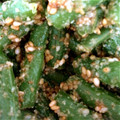 kuromameco's cooksnap of when they made 簡単いんげんゴマゴマ和え.