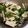 chi2230's cooksnap of when they made 【楽めし】つるむらさきのナムル.