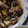 はっぴーぽぽ's cooksnap of when they made たらとあさりの紹興酒蒸し.