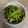 ♡misoca♡'s cooksnap of when they made ピーマンの塩昆布炒め.