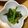 emitan52's cooksnap of when they made 黒糖でコク☆ほうれん草のゴマあえ.