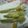 まみんちよ's cooksnap of when they made ◎　春♪　✾ネギ坊主✾の天ぷら～◎.
