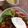turccfcd's cooksnap of when they made 簡単タコライス.