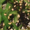 おあじみ's cooksnap of when they made 切り方に技あり　ピーマンの塩コンブ炒め.