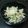pino_pee's cooksnap of when they made 新玉ねぎのツナマヨサラダ.