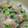 あずにゃん☆よしこ's cooksnap of when they made アジのなめろう.