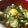 gothicpanda３'s cooksnap of when they made ★定番シリーズ★我が家の親子丼.