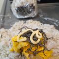 ゆるмαмα's cooksnap of when they made うちの人気ダントツおにぎりの具.