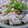 さくra's cooksnap of when they made 塩鮭の炊き込みご飯.