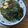momoco's cooksnap of when they made 合法ハーブ『SHISO』〜しその醤油漬〜.