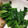 こうへい1206's cooksnap of when they made ほうれん草のナムル風.