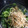 あかりんぼう☆'s cooksnap of when they made ご飯をたべよう、小松菜炒め.