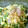 Kuma0515's cooksnap of when they made 簡単!!　エビマヨサラダ(^0^).