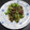 料理作造's cooksnap of when they made 豆苗と牛肉の炒め物.