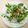 principito's cooksnap of when they made 南蛮ソースの生春巻き.