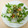 principito's cooksnap of when they made 南蛮ソースの生春巻き.