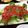 とーちゃ's cooksnap of when they made お刺身でカルパッチョ.