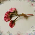 chetrapati's cooksnap of when they made 押し花保存♪桜の塩漬け❀.