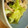 bonj's cooksnap of when they made 豚肉とキャベツの煮浸し.
