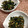 YUKIKI☆'s cooksnap of when they made ほうれん草のごま納豆和え.