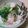 KuYuuu's cooksnap of when they made えびとブロッコリーのタルタルサラダ.
