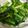 クックHNU00A☆'s cooksnap of when they made 小松菜　中華風ナムル.
