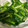 クックHNU00A☆'s cooksnap of when they made 小松菜　中華風ナムル.