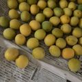 ﾌﾞﾚﾝﾀﾞ's cooksnap of when they made 梅干しを柔らかく仕上げるための梅の追熟.
