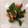 べびよ's cooksnap of when they made 簡単しいたけピーマン炒め.