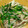 ﾏﾕｺｺ's cooksnap of when they made イカとにんにくの芽のサッと炒め.