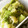 りるみな's cooksnap of when they made 簡単★レタスのオイスター炒め.