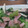 yuiyui0405's cooksnap of when they made 簡単 青梗菜とブロックベーコンの中華炒煮.