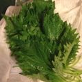 まもよみ's cooksnap of when they made 大葉(しその葉)の保存.