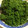 こうへい1206's cooksnap of when they made よもぎのアク抜き&保存.