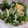 単！！'s cooksnap of when they made きゅうりとわかめのなめ茸和え.