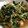 ぐッち's cooksnap of when they made ★谷地蕗（やちぶき）のこっくり卵とじ★.