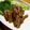 mana0826's cooksnap of when they made 牛レバーのソテー。.