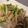mayucorin's cooksnap of when they made うま★豚バラ＆じゃが芋＆ピーマン炒め.