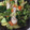 ギャングスター's cooksnap of when they made 手羽先とたっぷり生姜・野菜の美肌♥炒め煮.