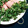 あいすけぽん's cooksnap of when they made 簡単すぎる前菜！ハムのかいわれ巻き.