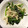 はなかんむり's cooksnap of when they made ほうれん草とブナピーのおひたし.