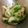 月桃124's cooksnap of when they made シャキッ！新玉ねぎ・絹さやの胡麻醤油和え.