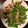 0127mayu's cooksnap of when they made スナップえんどうのベーコンマヨ炒め.